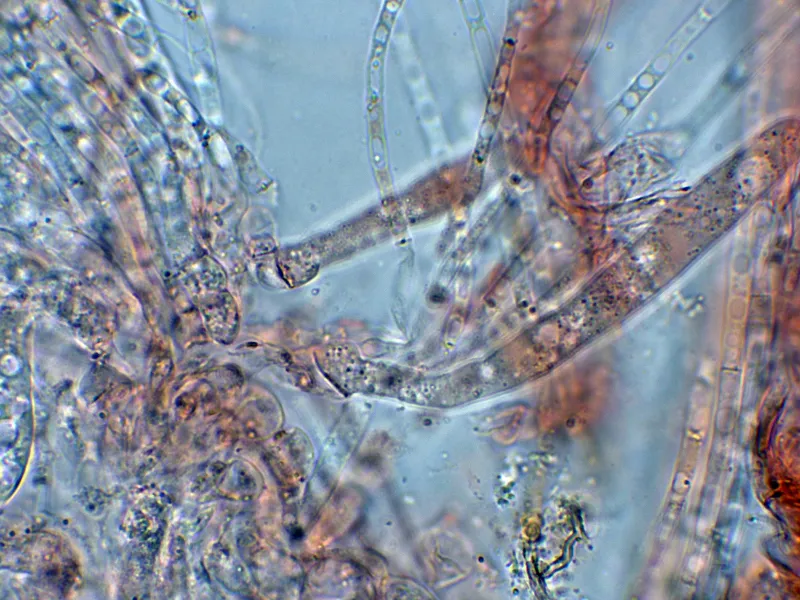 Chromelosporium macrospermum 10 - Base ascos-001